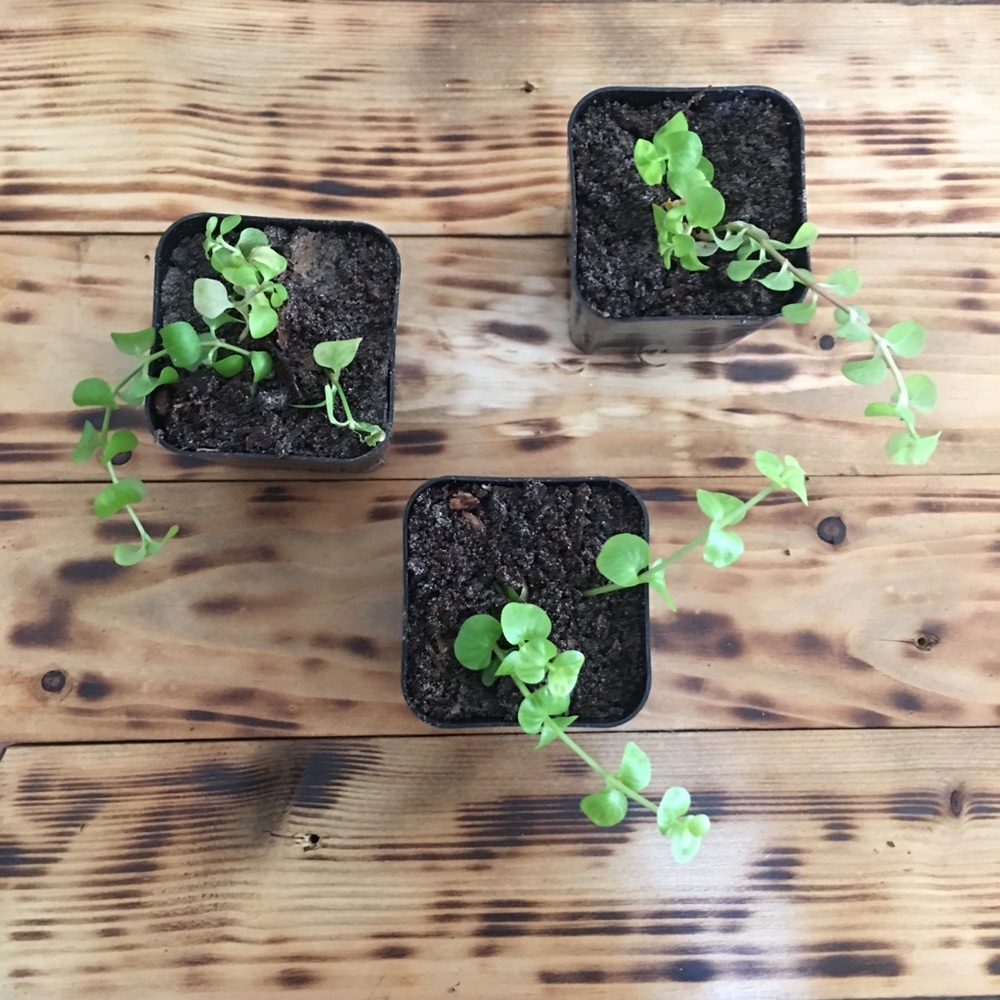 Creeping Jenny Starter Plants